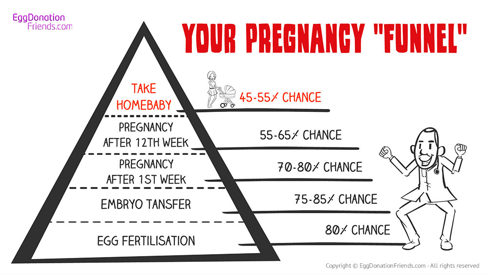 All you need to know about egg donation pregnancy rates IVF with donor eggs success rates - Pregnancy Funnel