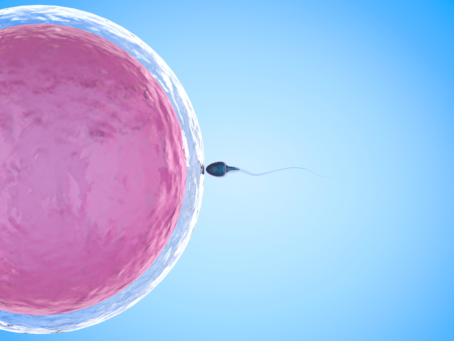 egg donation overseas